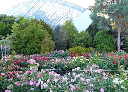 /The National Rose Trial Garden of Australia